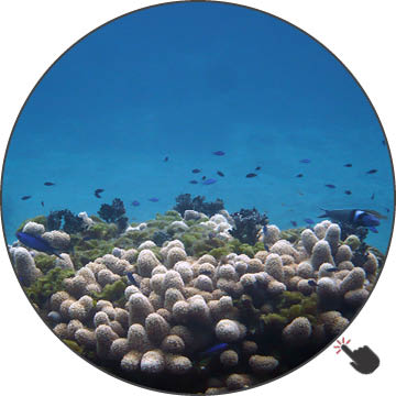 Community organization