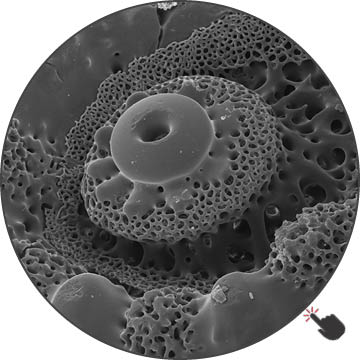 Functional morphology