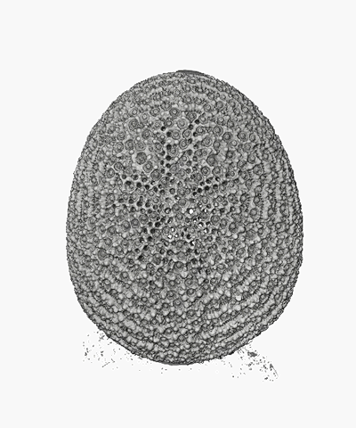 3d rendering of Echinocyamus