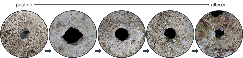 Drll hole taphonomy