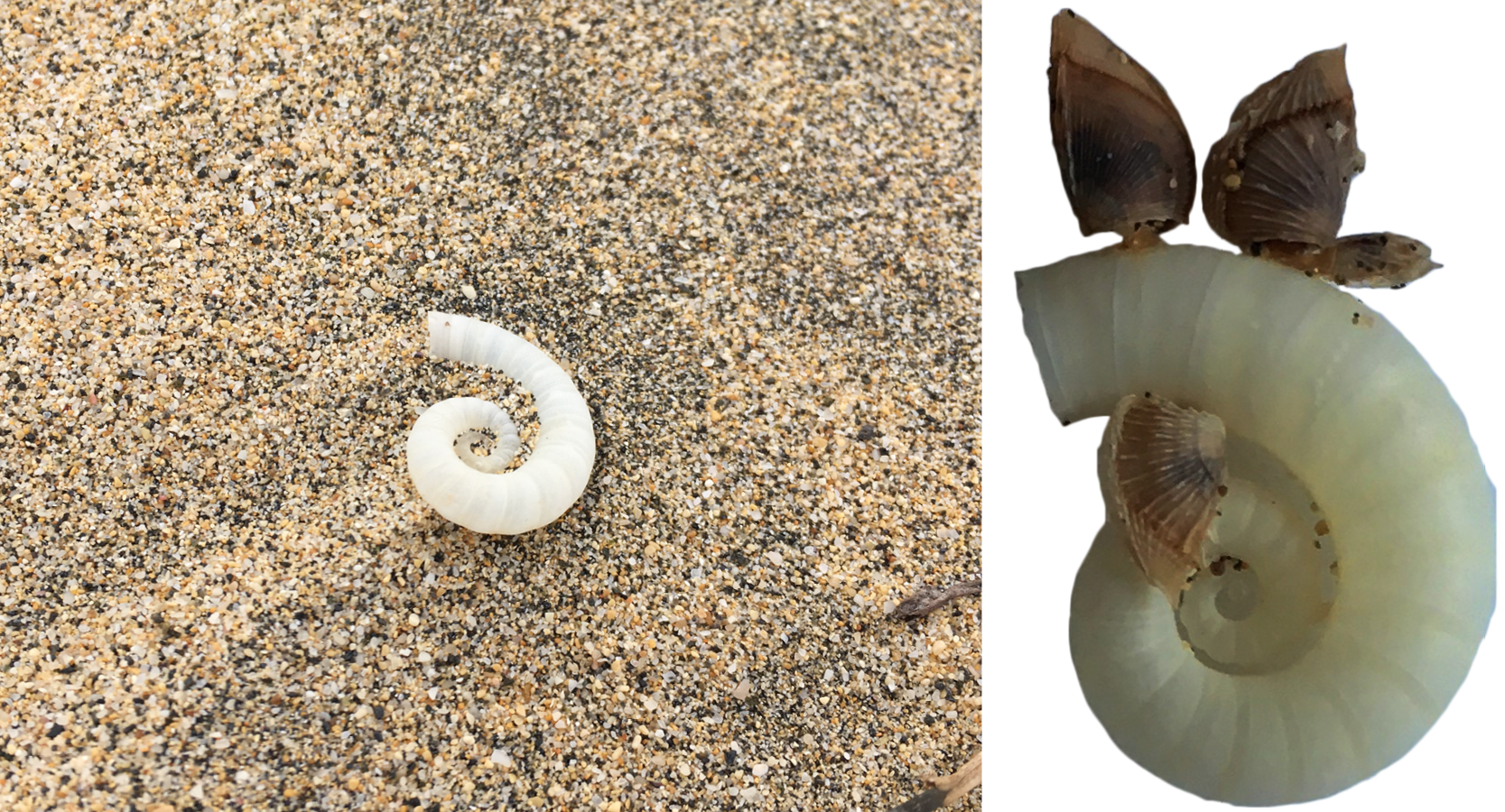 Taphonomy of Spirula